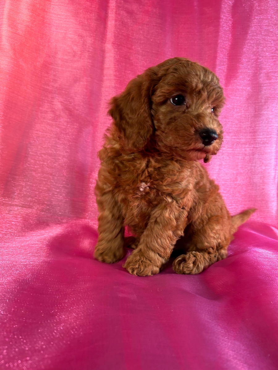 Male Miniature Goldendoodle Puppy for Sale DOB 9-4-2024 $1200